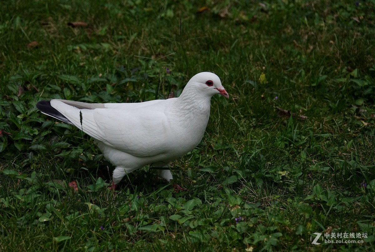 草地上的鸽子二