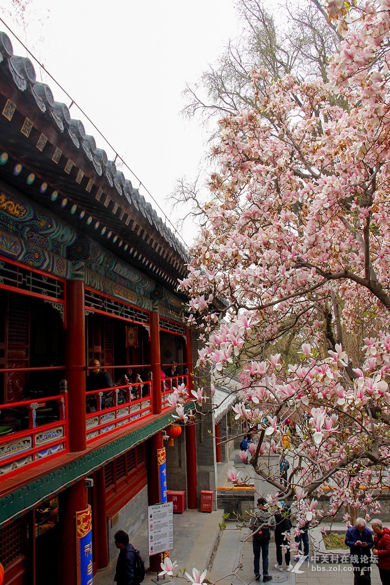 #正是一年最美时# 春游潭柘寺之五（完）潭柘寺的花