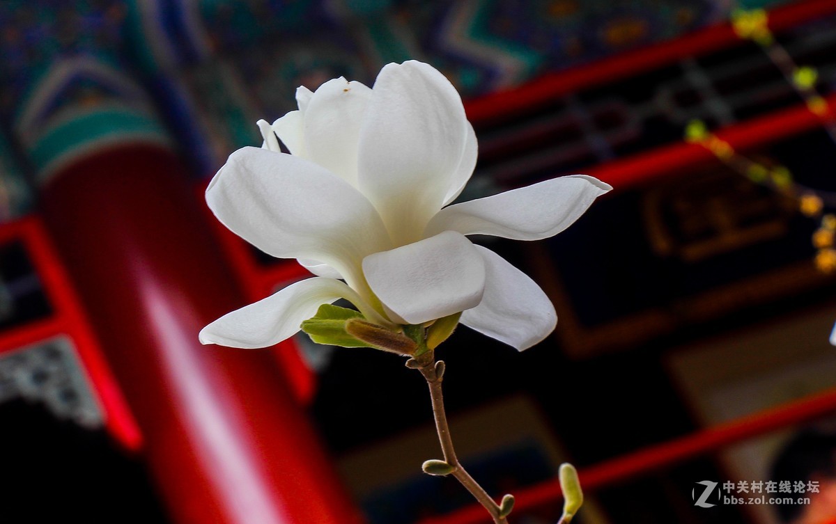 #正是一年最美时# 春游潭柘寺之五（完）潭柘寺的花