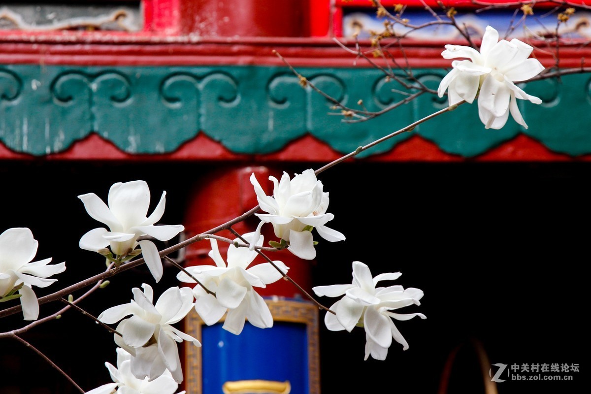 #正是一年最美时# 春游潭柘寺之五（完）潭柘寺的花
