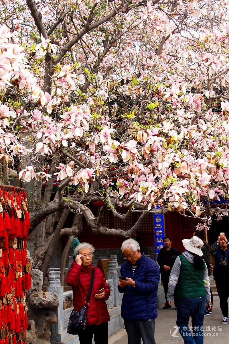 #正是一年最美时# 春游潭柘寺之五（完）潭柘寺的花