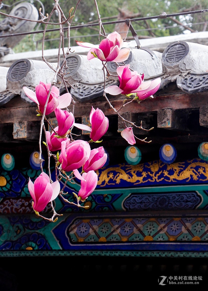 #正是一年最美时# 春游潭柘寺之五（完）潭柘寺的花