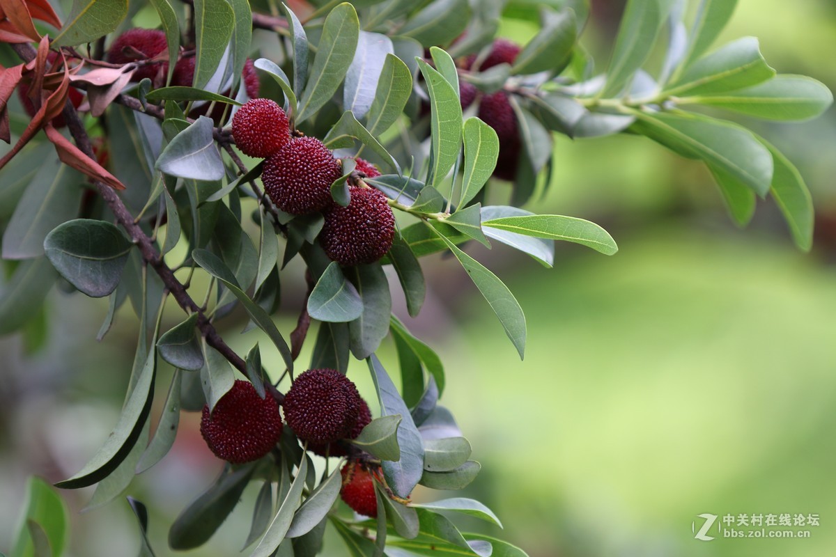 家乡的杨梅熟了～