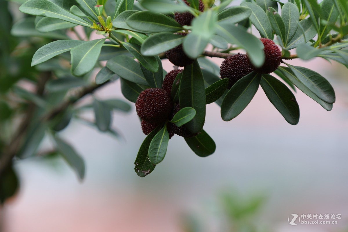 家乡的杨梅熟了～