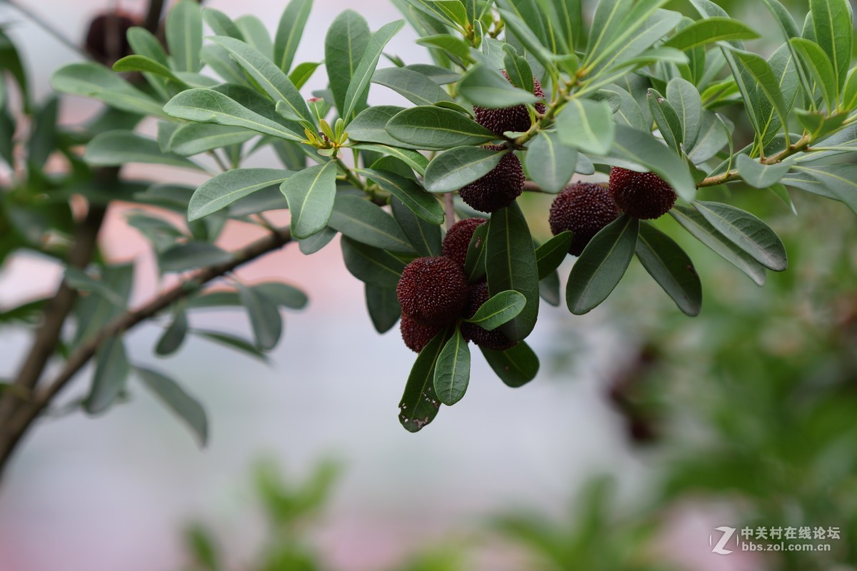 家乡的杨梅熟了～