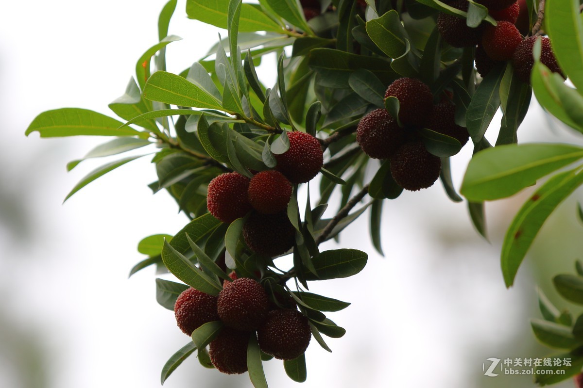 家乡的杨梅熟了～