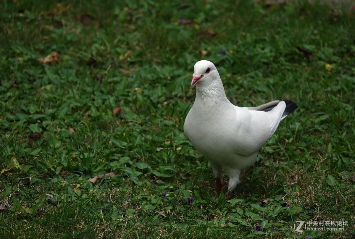 草地上的鸽子二