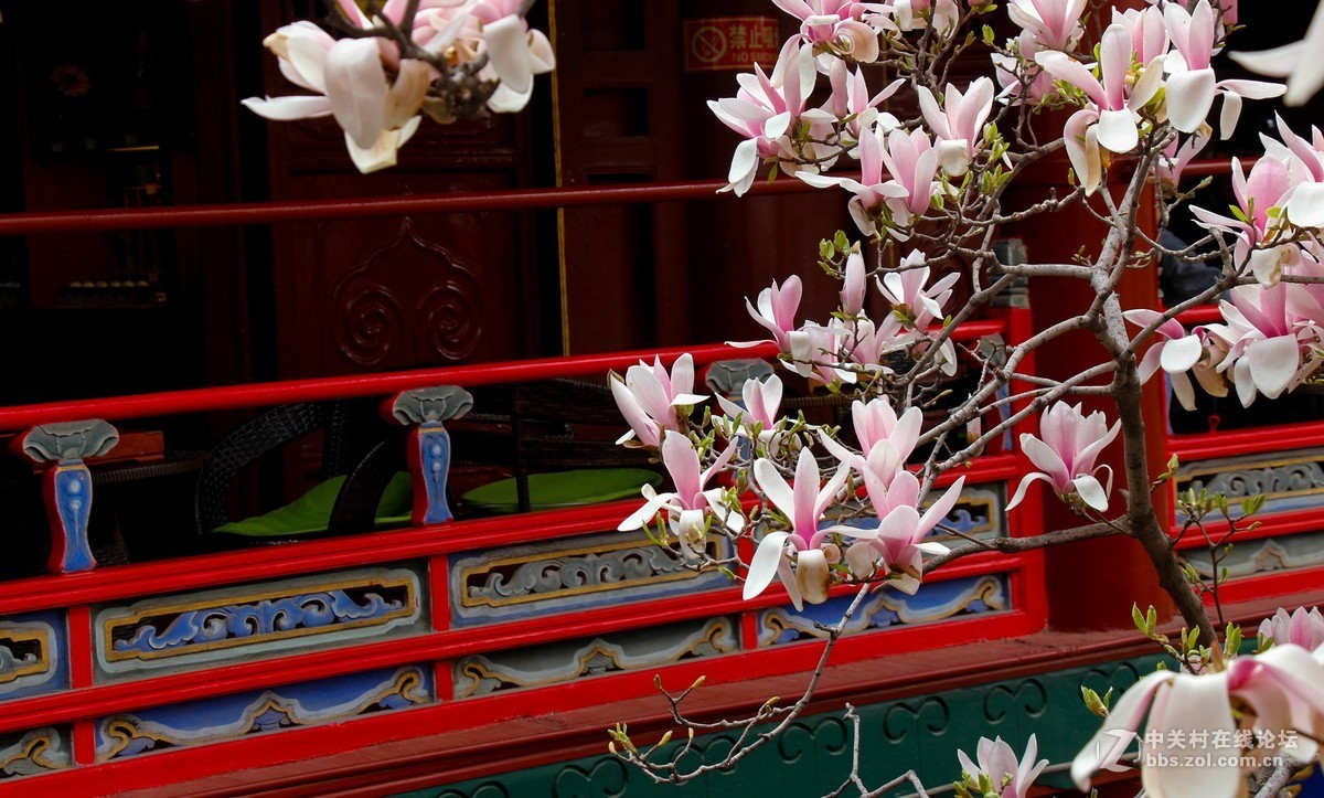 #正是一年最美时# 春游潭柘寺之五（完）潭柘寺的花