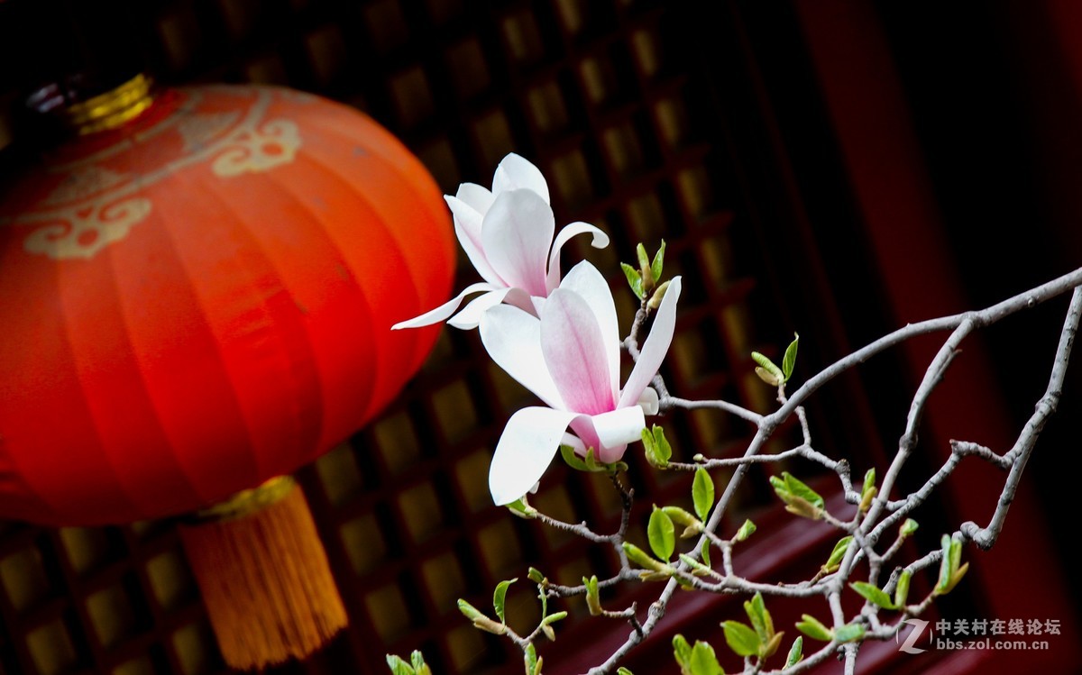 #正是一年最美时# 春游潭柘寺之五（完）潭柘寺的花