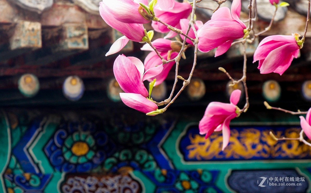 #正是一年最美时# 春游潭柘寺之五（完）潭柘寺的花