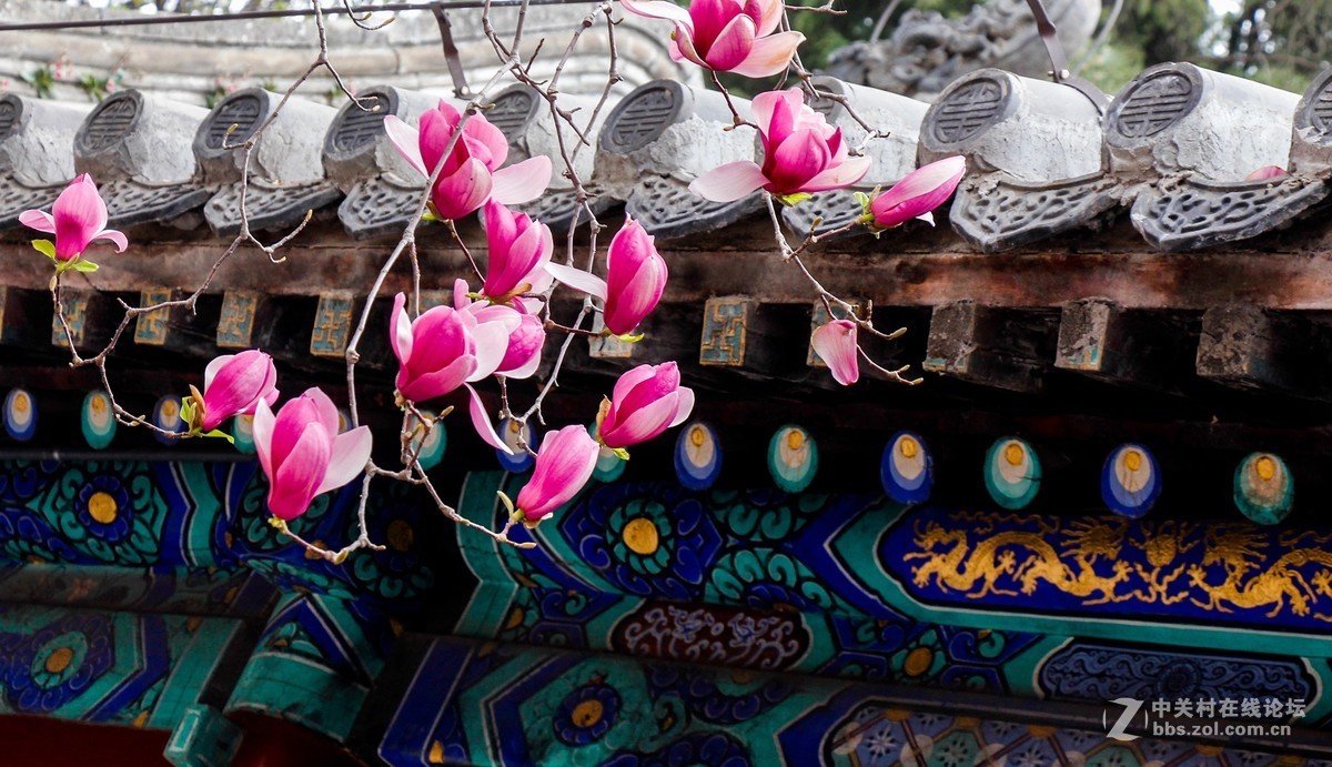 #正是一年最美时# 春游潭柘寺之五（完）潭柘寺的花