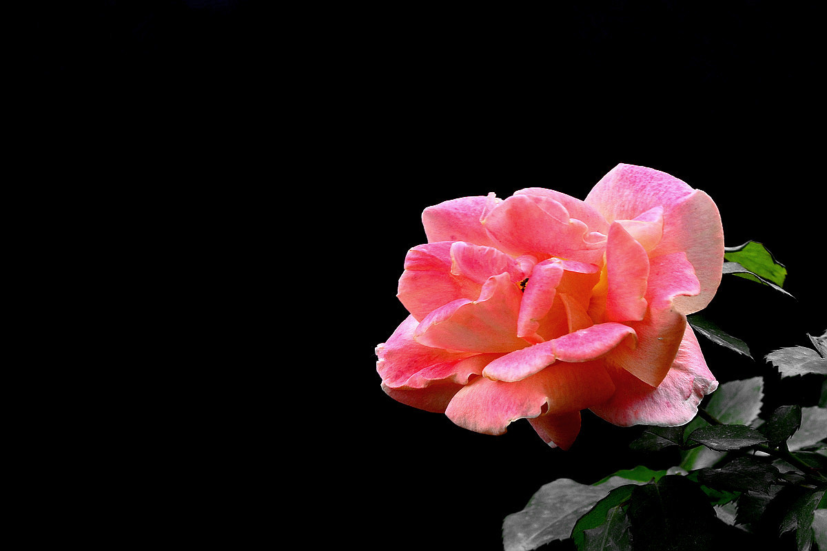 月季花  2