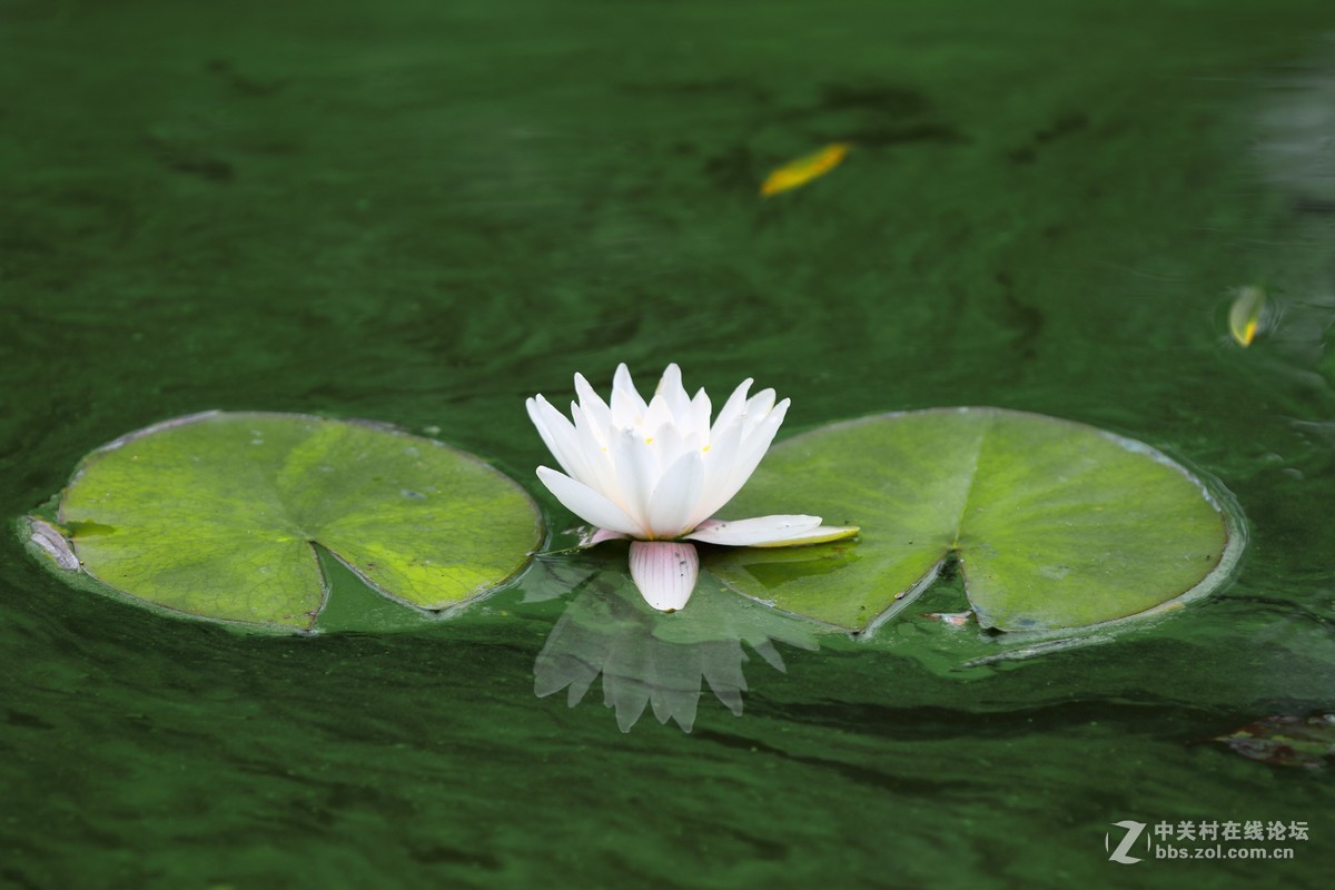 睡莲一组～