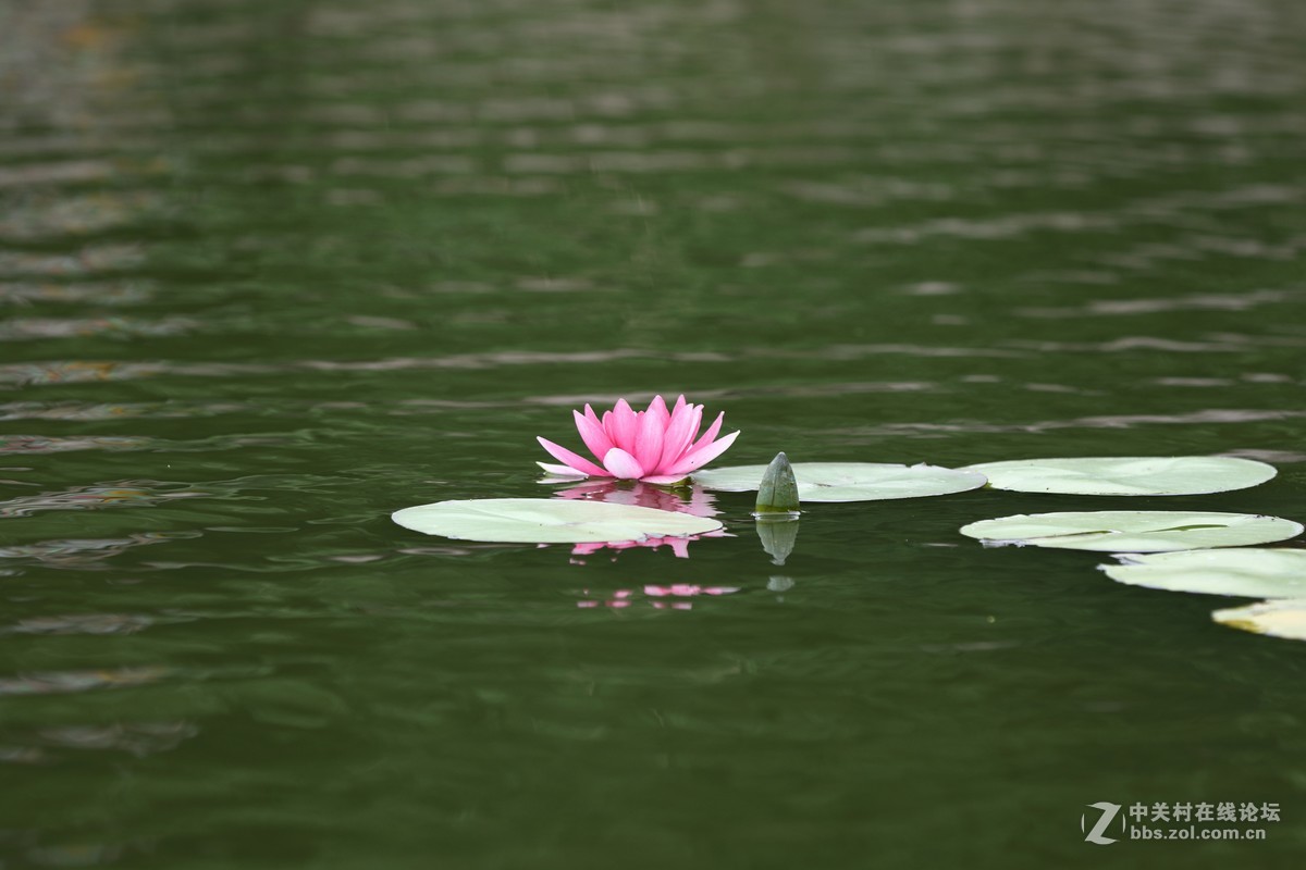 睡莲一组～
