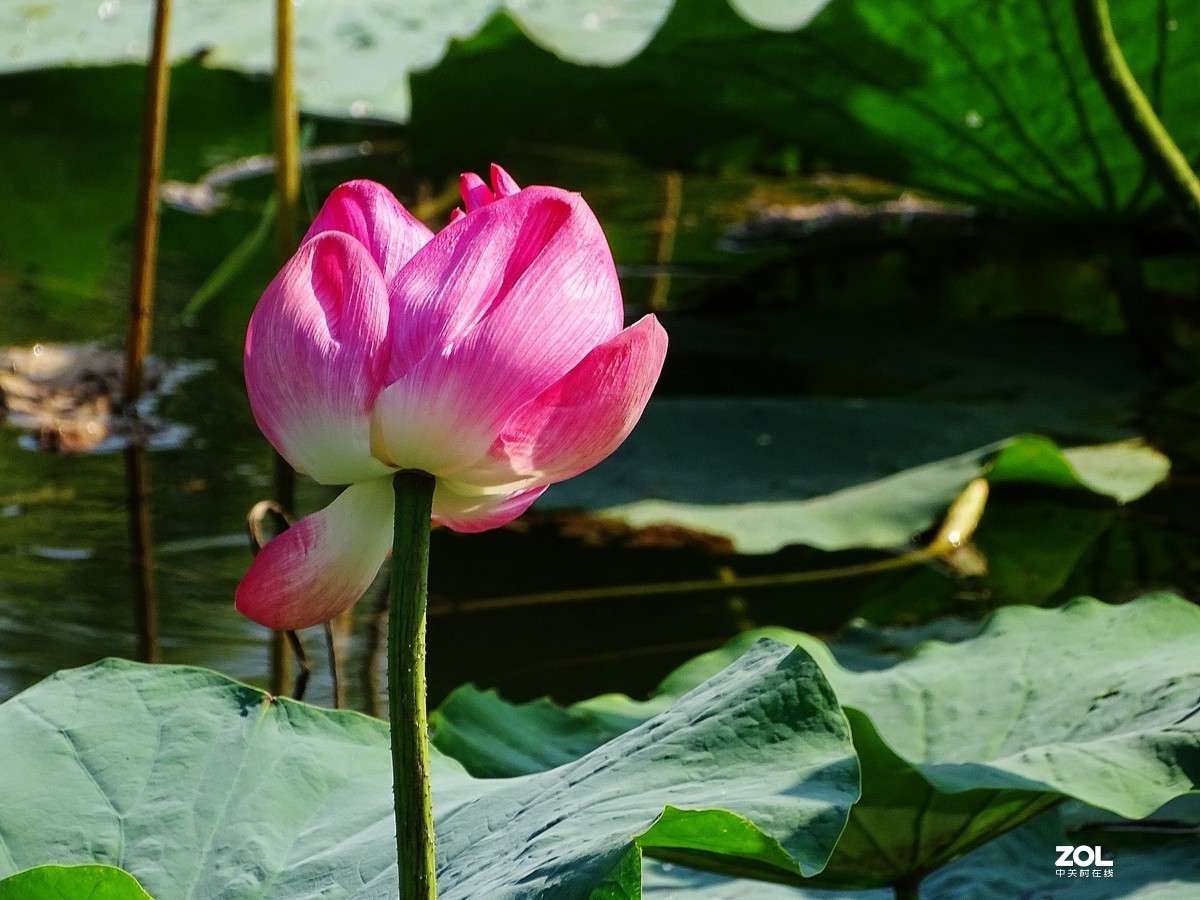 走走拍拍（2019年8月25日-6）