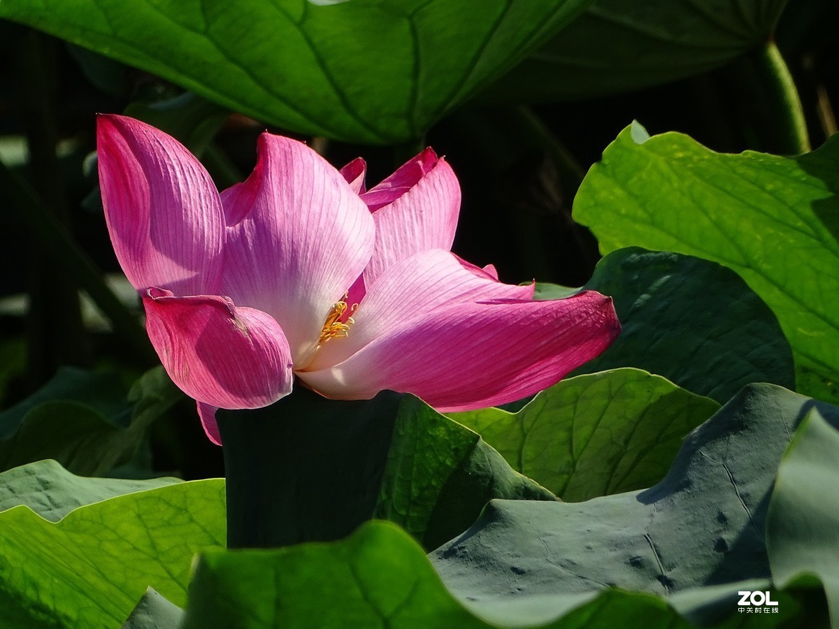 走走拍拍（2019年8月25日-6）