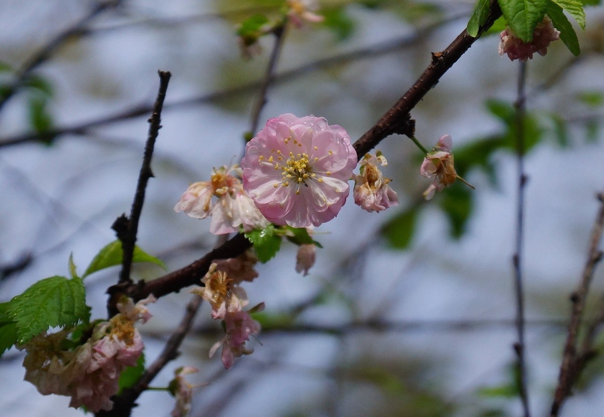 重庆邮电大学的樱花A77拍摄