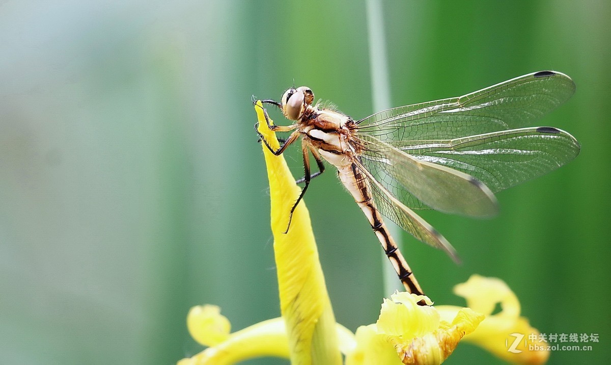 蜻蜓花卉图