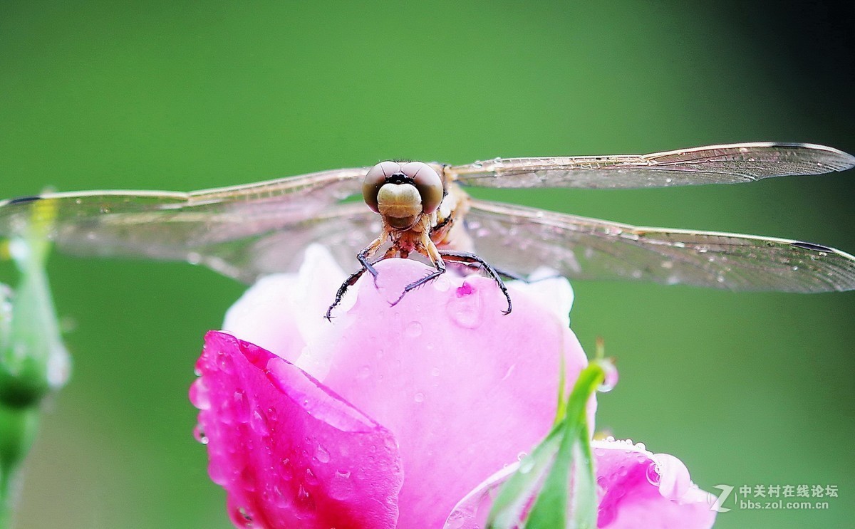 蜻蜓花卉图