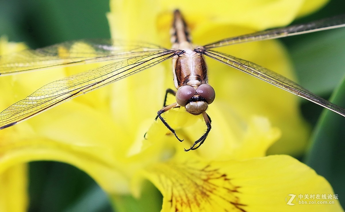 蜻蜓花卉图