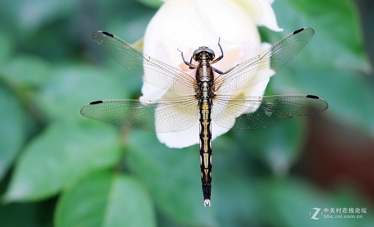 蜻蜓花卉图