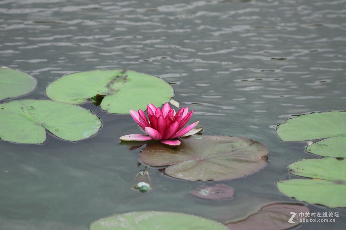 睡莲一组～