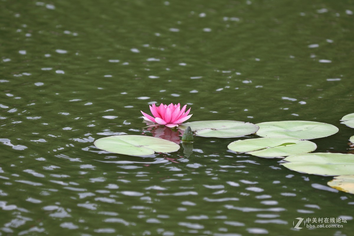 睡莲一组～