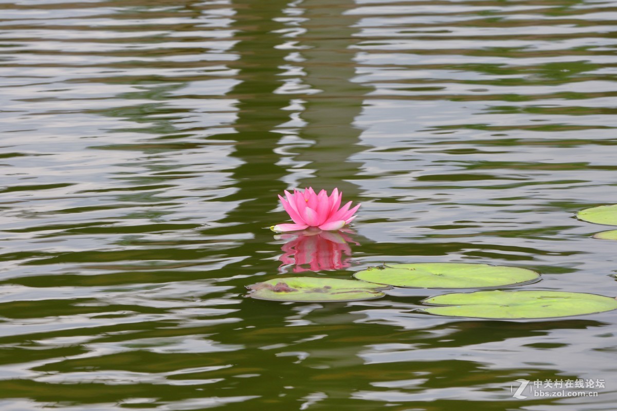 睡莲一组～