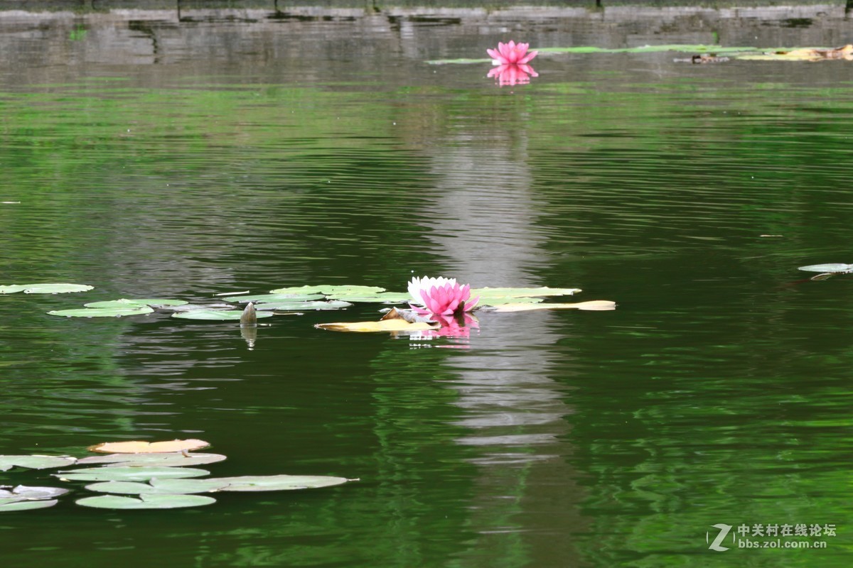 睡莲一组～