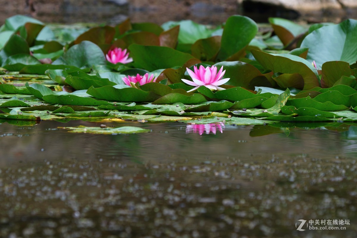 睡莲一组～