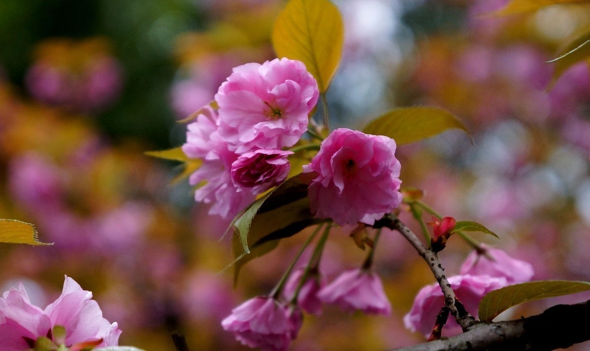 重庆邮电大学的樱花A77拍摄