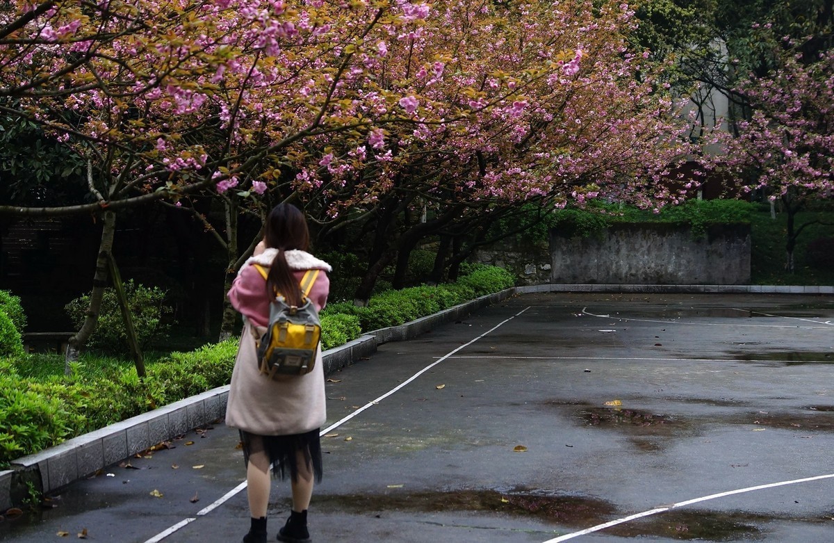重庆邮电大学的樱花A77拍摄