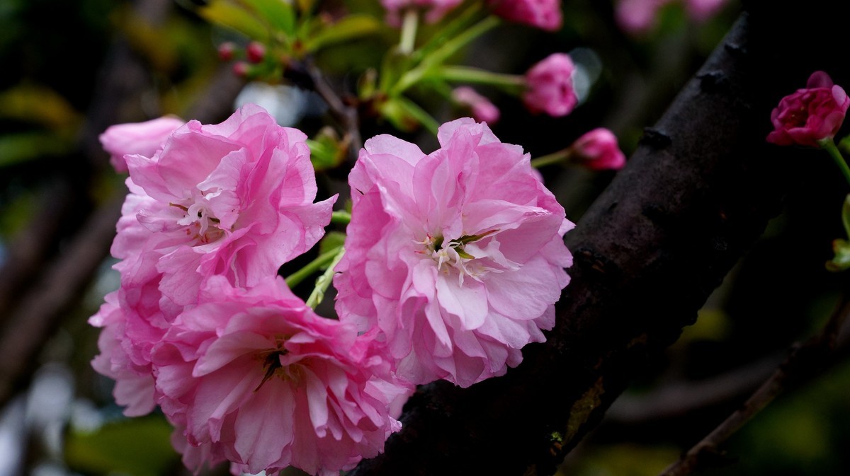重庆邮电大学的樱花A77拍摄