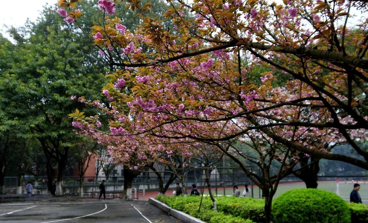 重庆邮电大学的樱花A77拍摄