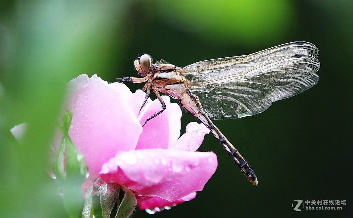 蜻蜓花卉图
