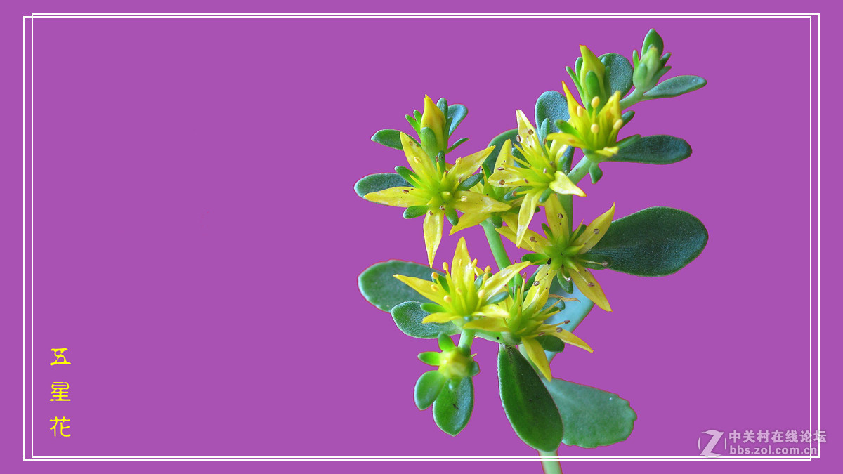 五 星 花 （小名，希指导学名）