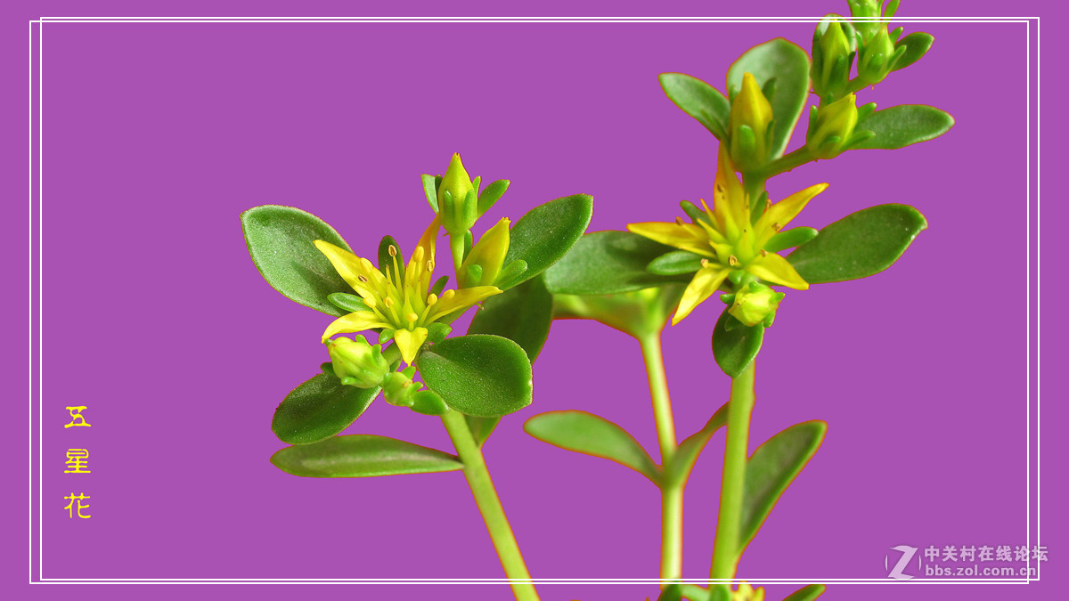 五 星 花 （小名，希指导学名）