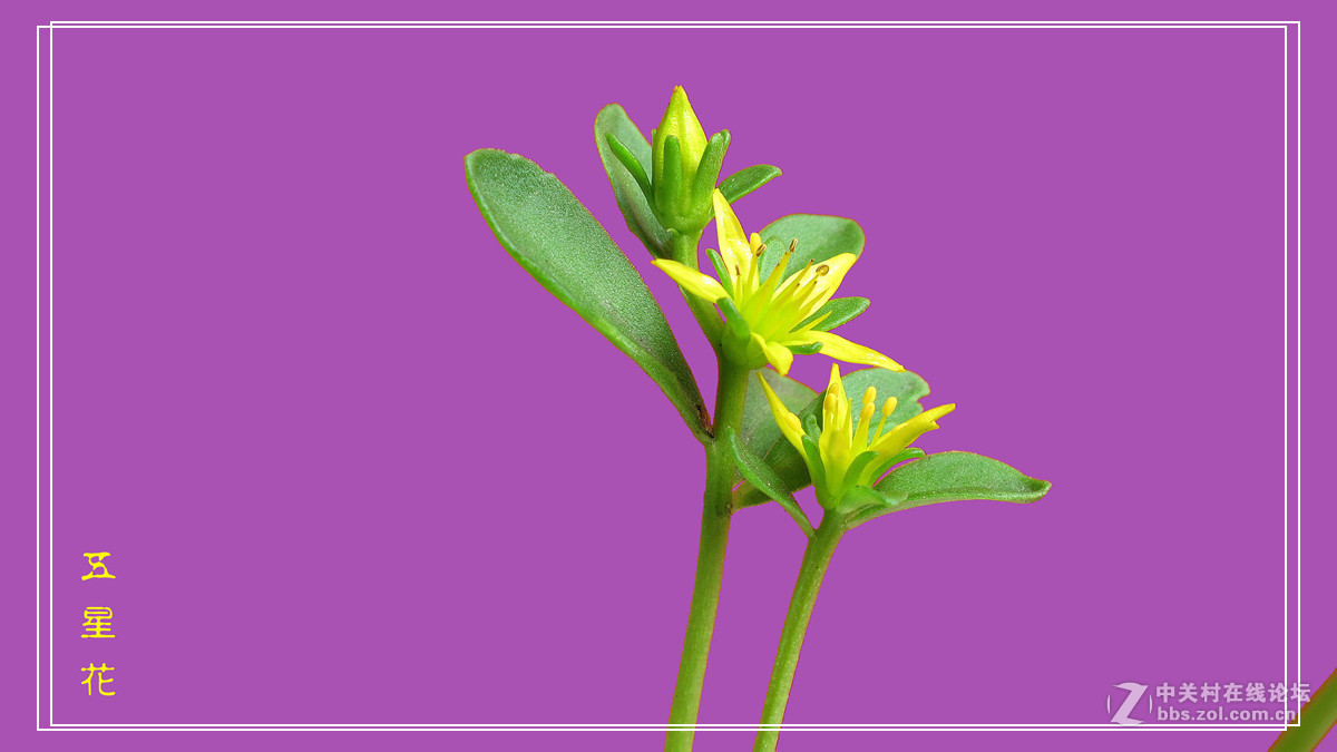 五 星 花 （小名，希指导学名）