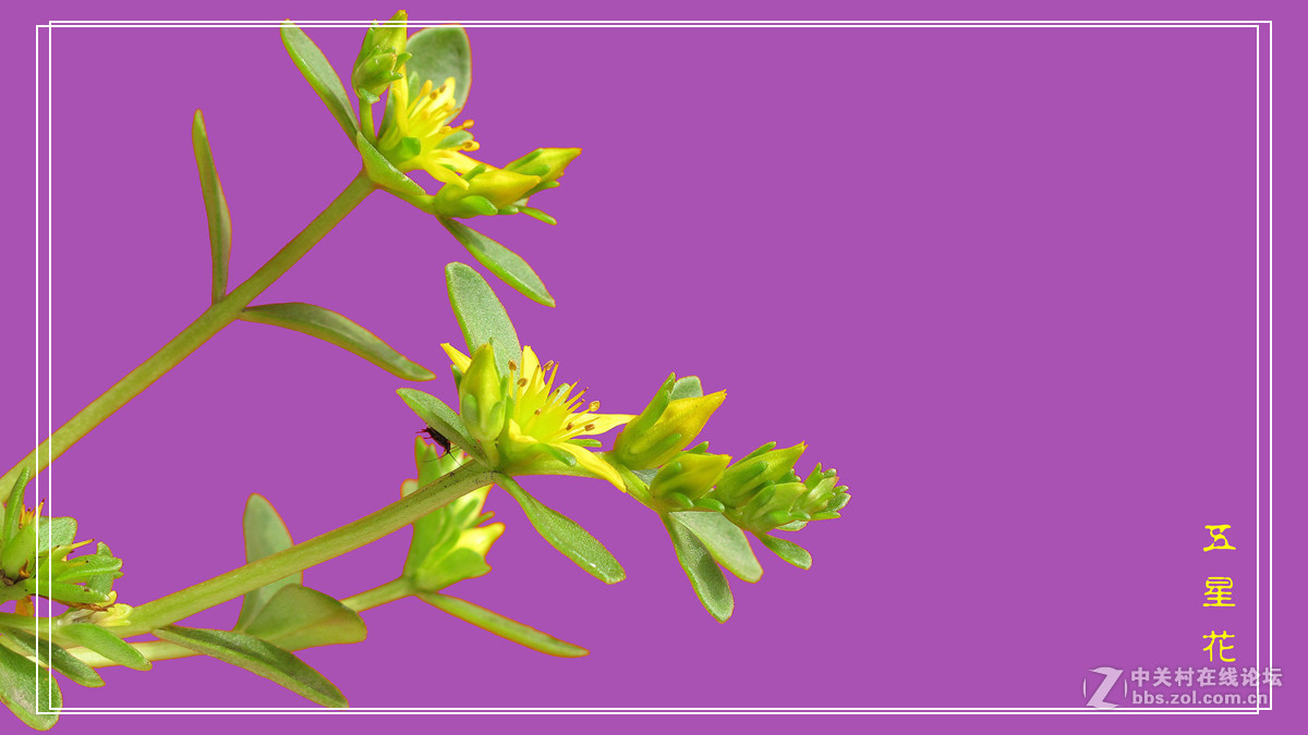 五 星 花 （小名，希指导学名）