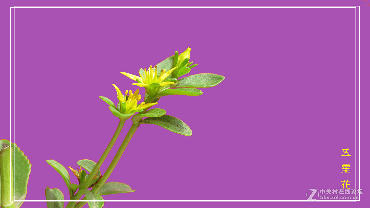 五 星 花 （小名，希指导学名）