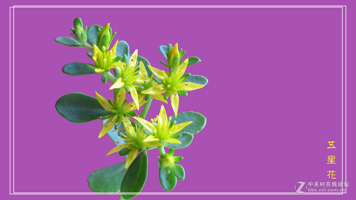 五 星 花 （小名，希指导学名）