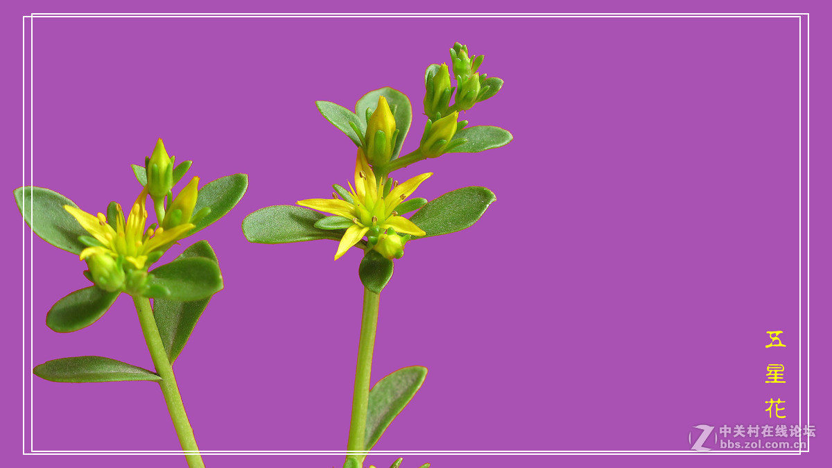 五 星 花 （小名，希指导学名）