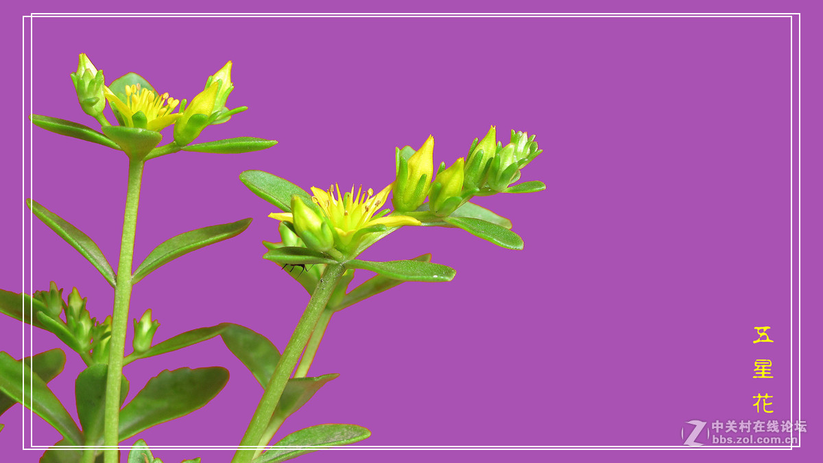 五 星 花 （小名，希指导学名）