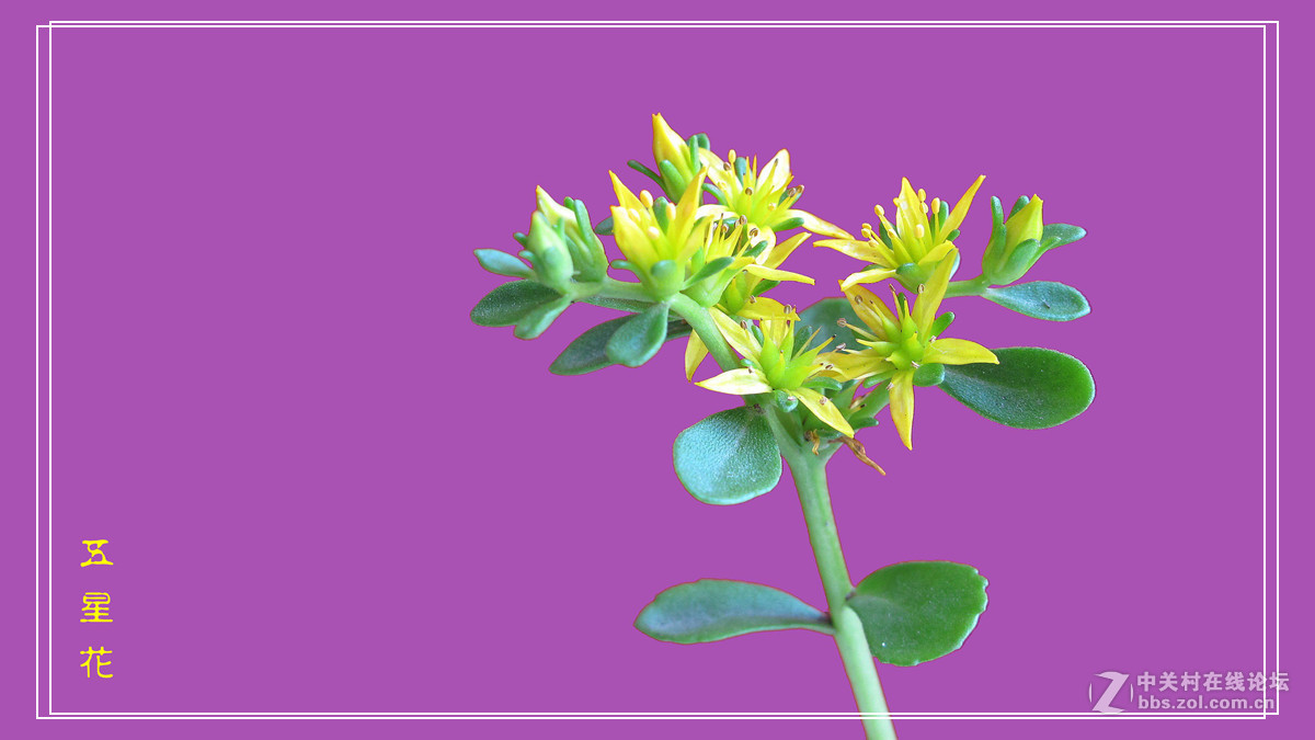 五 星 花 （小名，希指导学名）