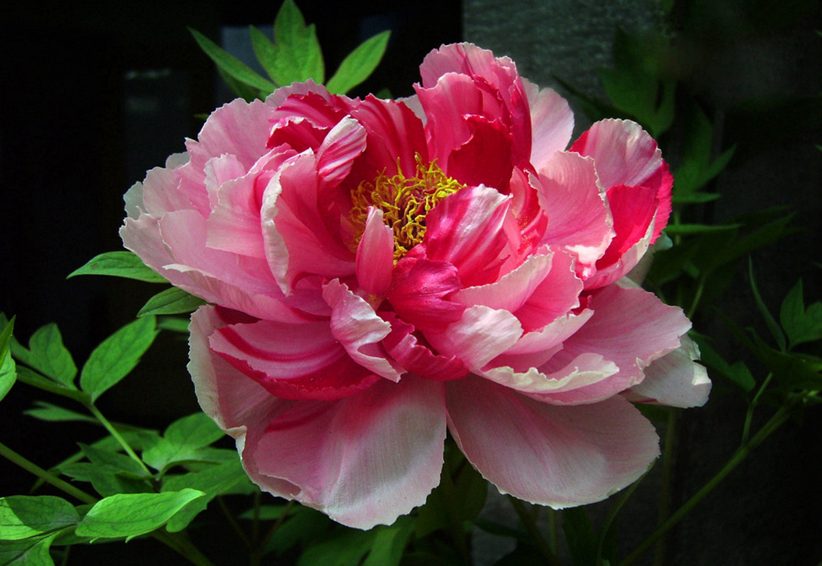 洛阳牡丹甲天下