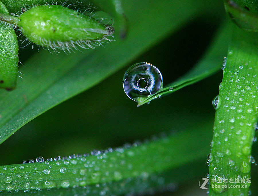 看这些露珠们