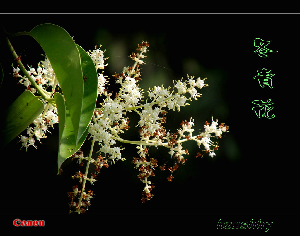 向沉船遇难者致哀，愿生者康复，灾难不再！