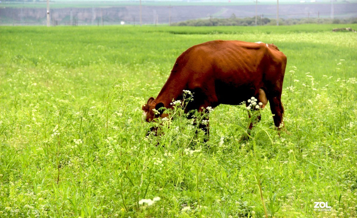 祁连山大草原牧牛图2