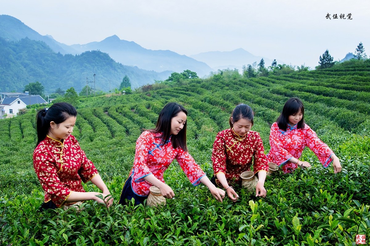 采茶姑娘采茶忙