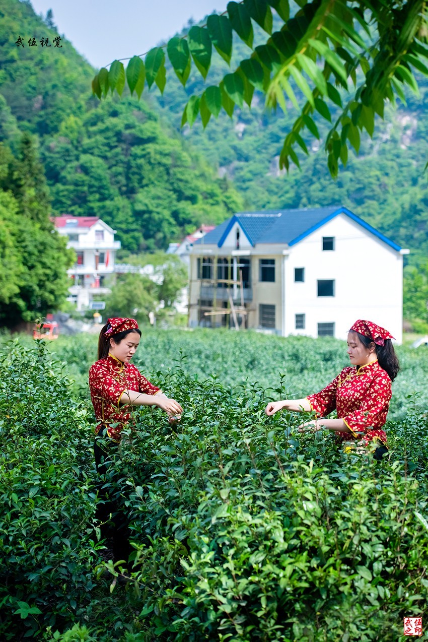 采茶姑娘（2）